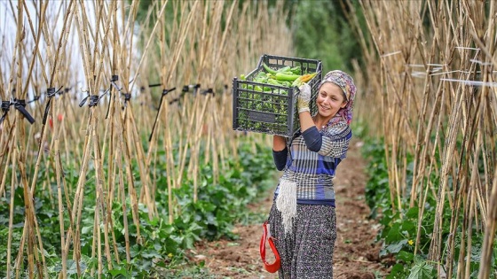 İyi Tarım ve Organik Tarım Destek Ödemeleri yarın başlıyor