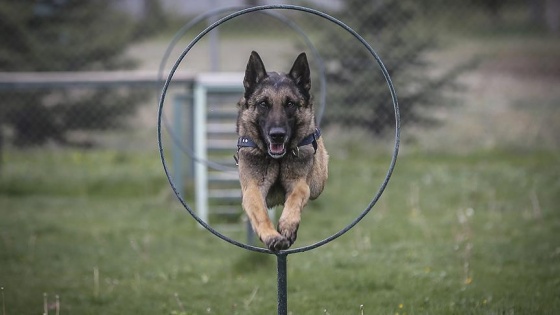 'İz köpekleri' 29 kayıp kişiyi kokularından buldu