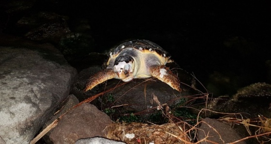 İzmir'de caretta caretta karaya vurdu