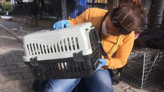 İzmir'deki depremde kısmen çöken binanın enkazından bir kedi kurtarıldı