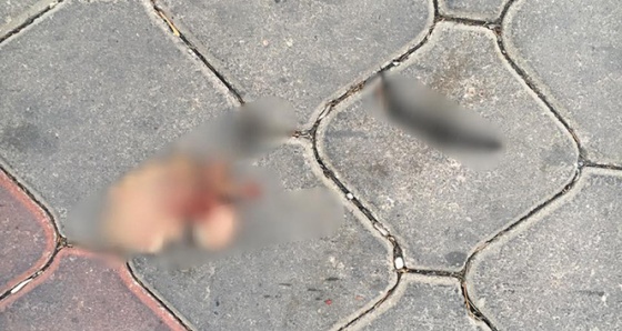 İzmir'deki kedi vahşeti görüntüleri kan dondurdu