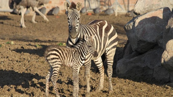 İzmir Doğal Yaşam Parkı'nda yavru zebra sevinci