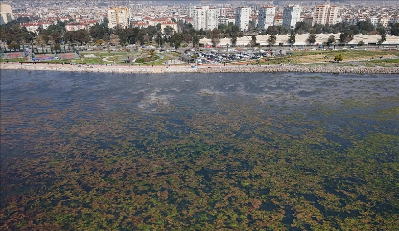 İzmir Körfezi'nde kıyıya yakın noktalarda yosun tabakası oluştu