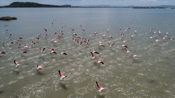 İzmir Kuş Cenneti'nde 20 bin flamingo kuluçkaya yattı