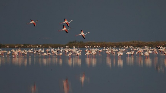 İzmir Kuş Cenneti yavru flamingolarla şenlendi