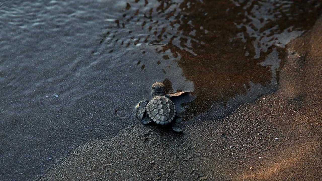 İztuzu Sahili'nde bu yıl yaklaşık 44 bin caretta caretta mavi sularla buluştu