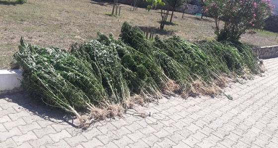 Jandarmadan zehir tacirlerine büyük vurgun