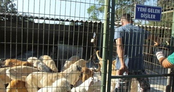 Kaçak etler köpeklere yaradı