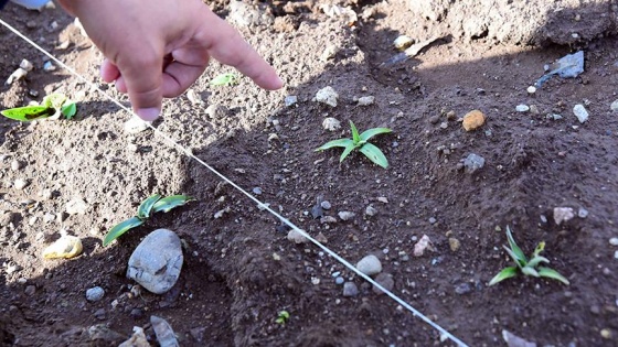 'Kaçak salep orkideleri' bilime hizmet edecek