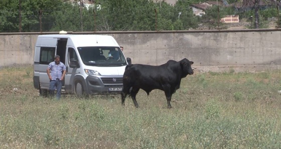 Kaçan boğa zor anlar yaşattı, 2 kişiyi de yaraladı