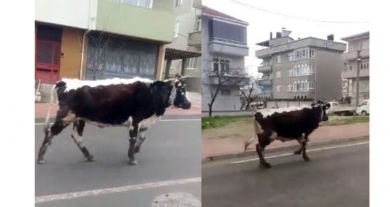 Kaçan dana sürücülere zor anlar yaşattı