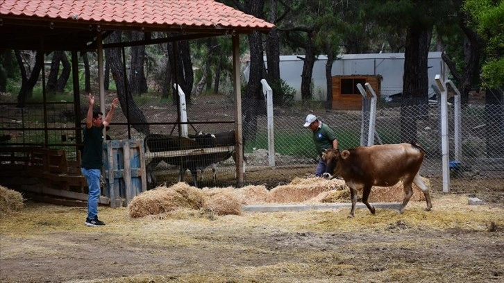 Kaçan kurbanlığı uzun süre kovalayıp "kurban" etmeyin