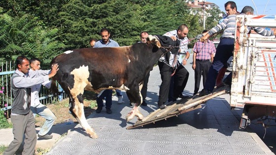 Kaçan kurbanlığı yakalamak için ekipler seferber oldu