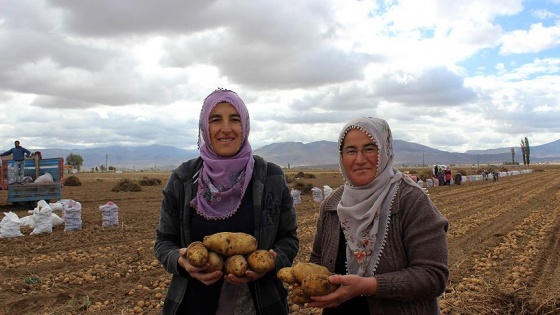 'Kadın Elinde Yerli Patates' projesinde hasat başladı