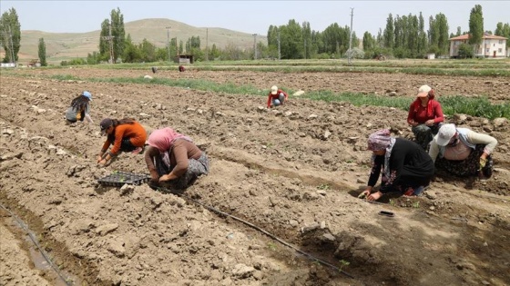 Kadın eliyle can bulan fideler toprakla buluşuyor