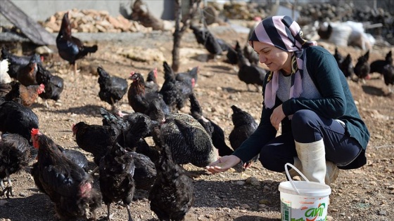 Kadın girişimci devlet desteğiyle organik yumurta üretiyor