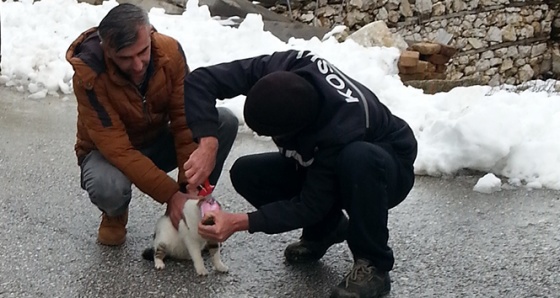 Kafası konserve kutusuna sıkışan kedi kurtarıldı