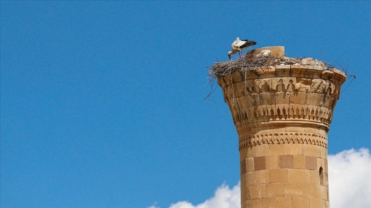 Kahramanmaraş depreminde şerefesi yıkılan minare leyleklere yuva oldu