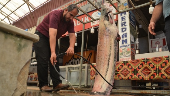 Kahramanmaraş'ta baraj göletinde 130 kilogramlık yayın balığı yakalandı