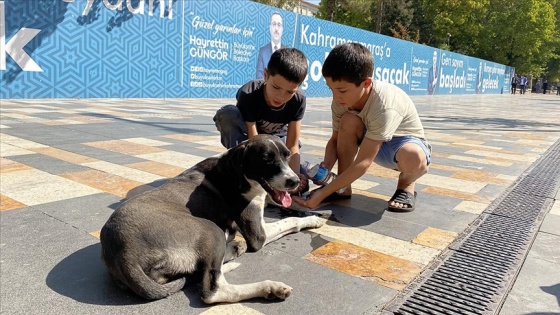 Kahramanmaraş'ta otomobilin çarptığı köpeğe çocuklardan yardım eli