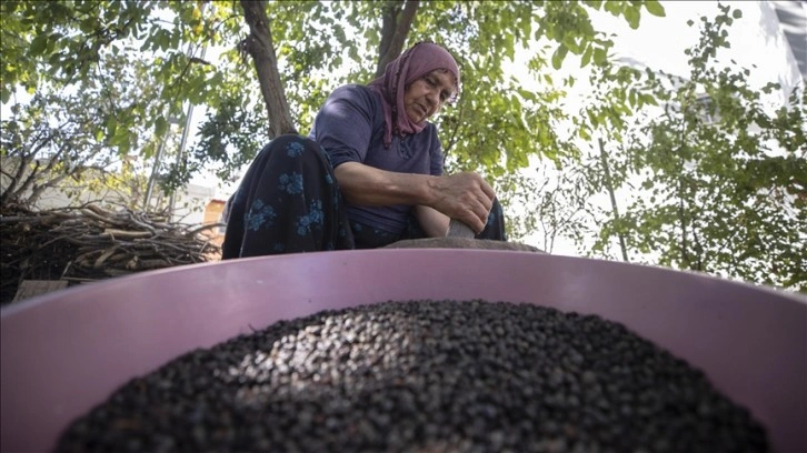 Kahve gibi içilen "çedene" tozu 400 liraya kadar alıcı buluyor