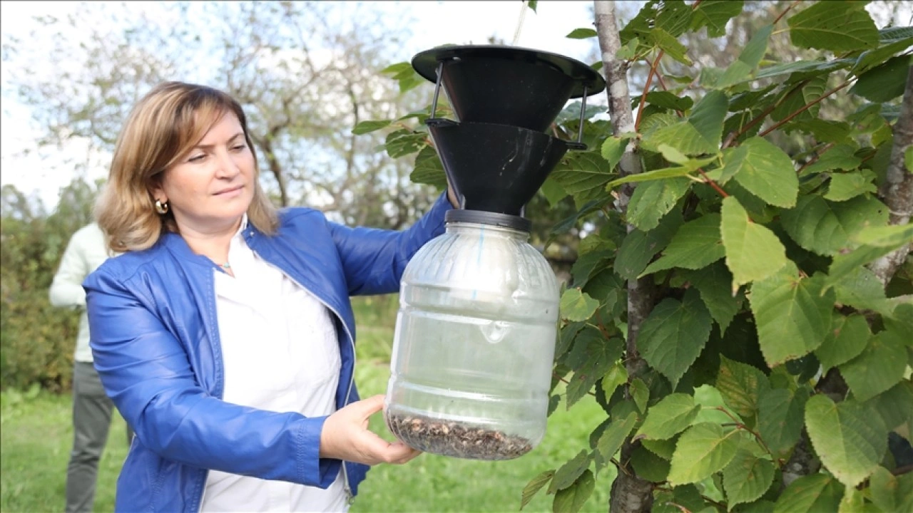 Kahverengi kokarca ile mücadelede "feromon tuzak" kullanımı yaygınlaştırılıyor