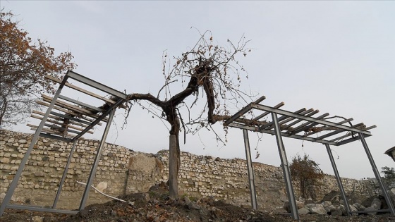 Kale restorasyonunda fark edilen tarihi asma ağacına özenli bakım