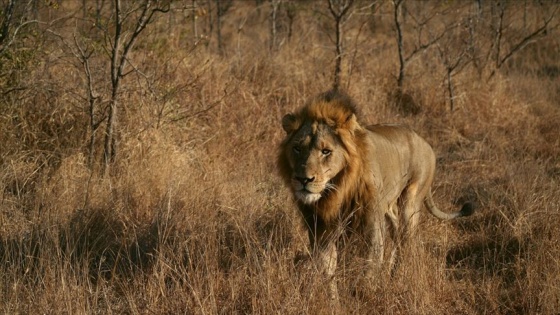 Kamerun'da kenti kaçak aslan korkusu sardı