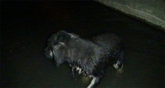 Kanala atılan yavru köpeği hayvan sever vatandaş kurtardı