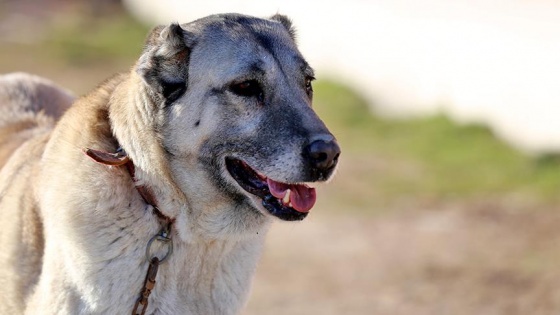 'Kangal köpeği ısırmaz, teslim alır'