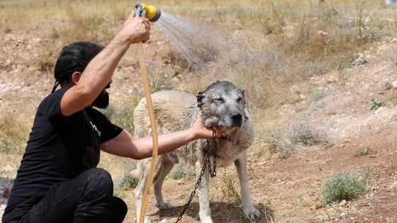 Kangal köpeği 'soğuk duş' ile serinliyor