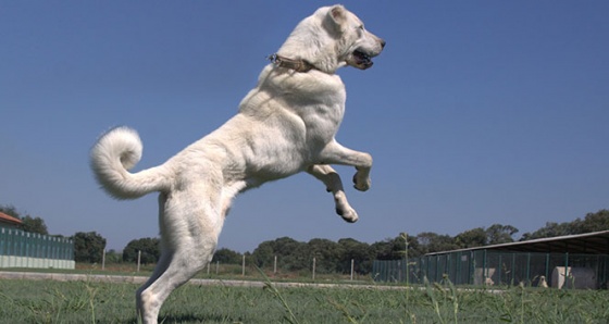 Kangal ve akbaşların genlerine özel koruma