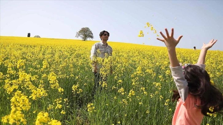 Kanola tarlaları, fotoğraf tutkunlarının doğal stüdyosu oldu