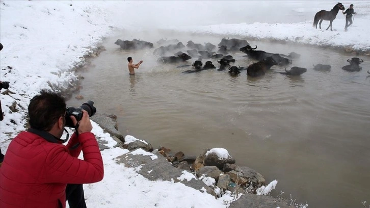 Kaplıcaya giren mandalar, fotoğraf tutkunlarının ilgi odağı oldu