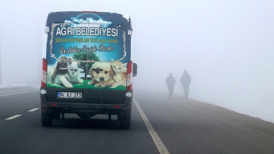 'Kara kış'ta sokak hayvanlarını unutmadılar