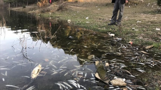 Karabük'te balık ölümlerine ilişkin inceleme başlatıldı