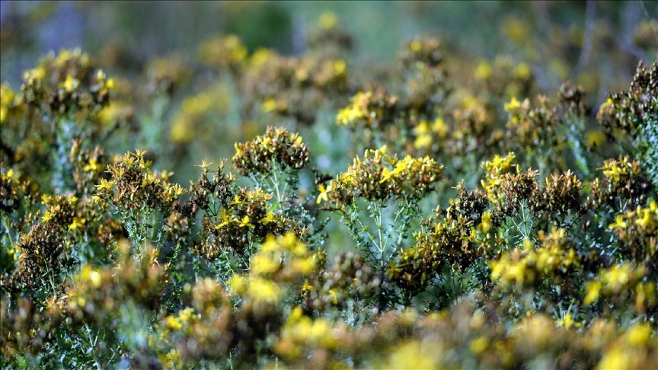 Karabük'te tıbbi aromatik bitki üretim alanı yüzde 74 arttı