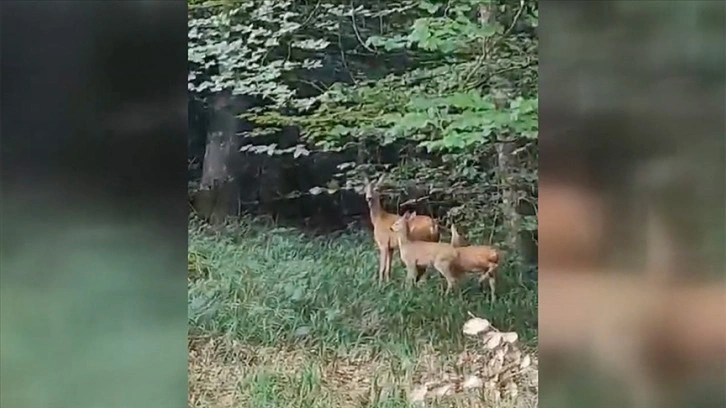 Karabük'te karaca ve yavruları görüntülendi