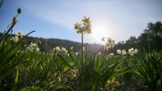 Karaburun Yarımadası&#039;nda yetiştirilen nergis çiçeği rağbet görüyor