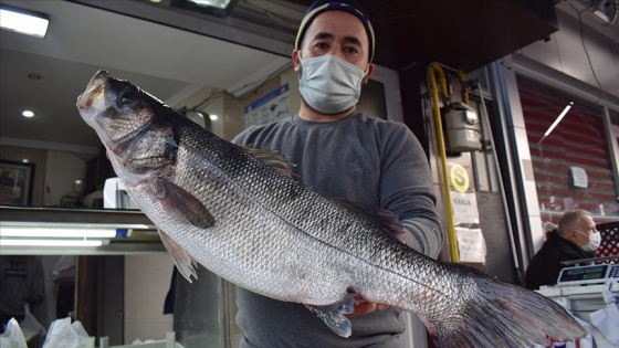 Karadeniz'de ağlara takılan 8 kilogramlık levrek 1040 liradan satışa sunuldu