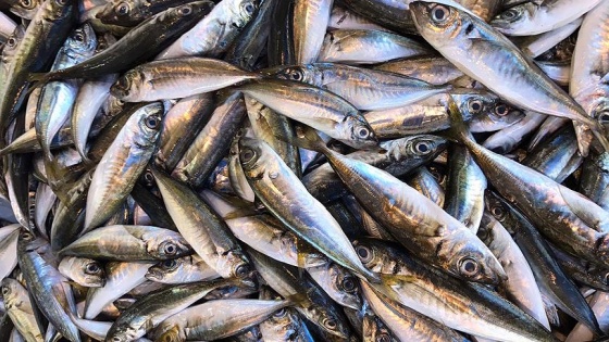 Karadeniz'de balıkta yeni av sezonu başladı