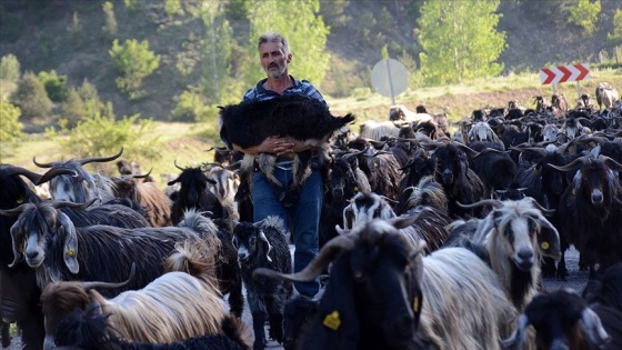 Karadeniz'de göçerler yayla yollarında