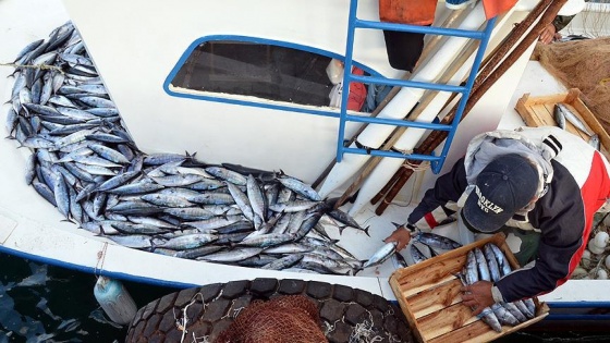 Karadeniz'de palamut bolluğu