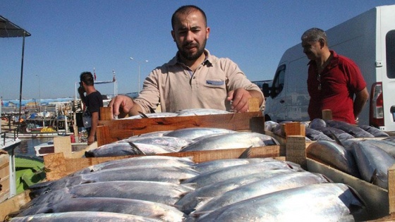 Karadeniz'de palamut bolluğu yaşanıyor