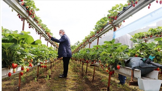 Karadeniz'de topraksız yetiştirilen çileğin hasadı başladı