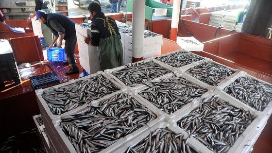 'Karadeniz'den hamsi fışkırıyor'