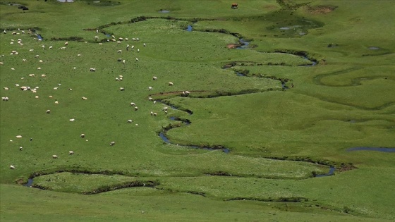 Karadeniz'in menderesleriyle ünlü Perşembe Yaylası doğaseverleri ağırlıyor