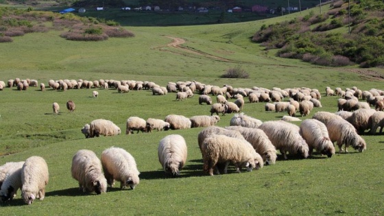 Karadeniz yaylaları canlanıyor