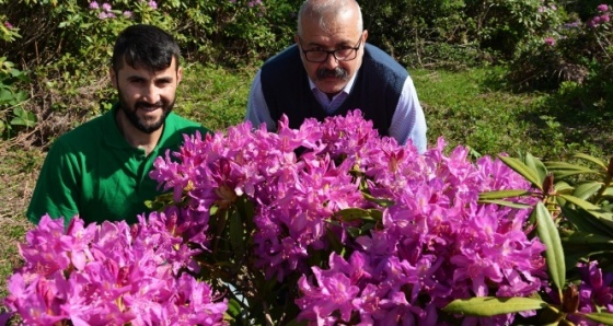 Karadeniz yaylarında güller açtı