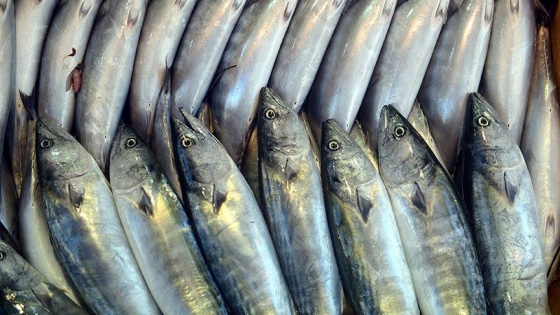 Karadenizli balıkçılara palamut avı uyarısı